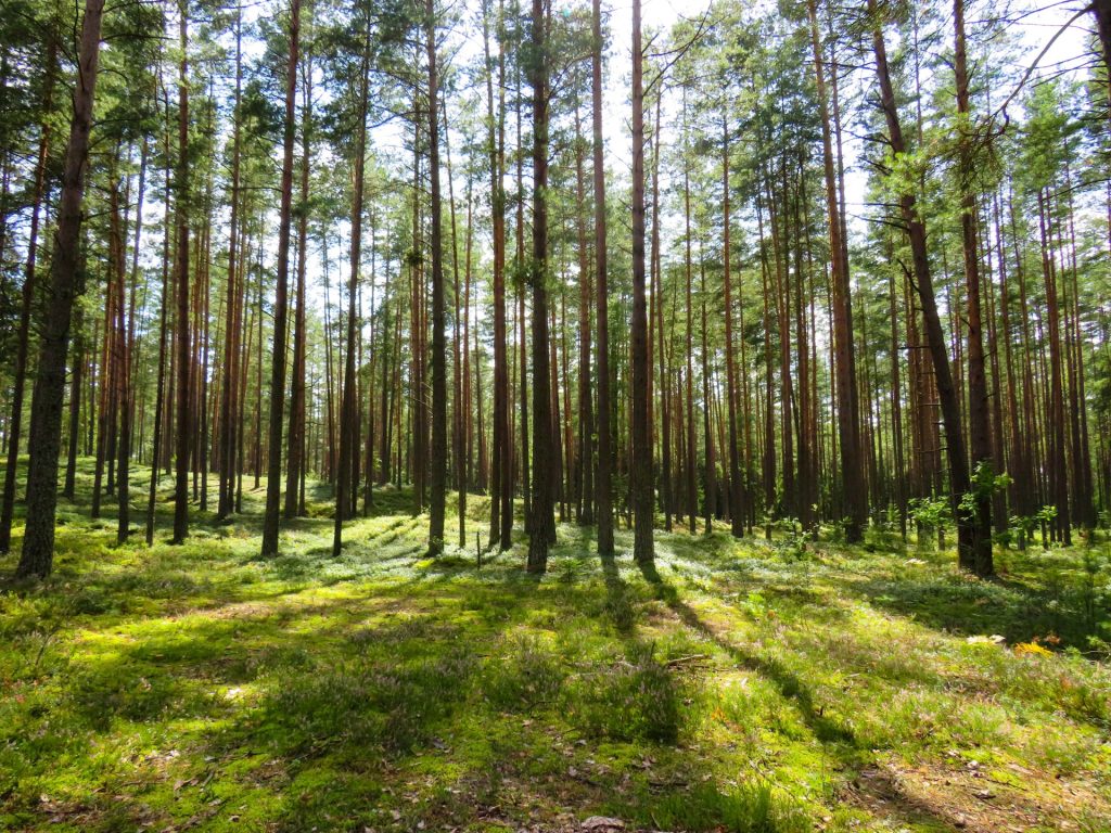 buy land